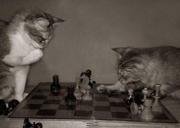 Dos felinos juegan al ajedrez en La Gatoteca     Foto: La Gatoteca