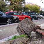 Restos de uno de los árboles caídos en Marqués de Corbera. Foto: M. Ruiz de Arcaute